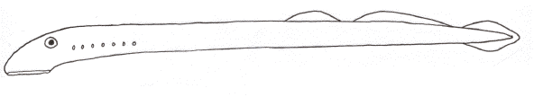 Lamprey