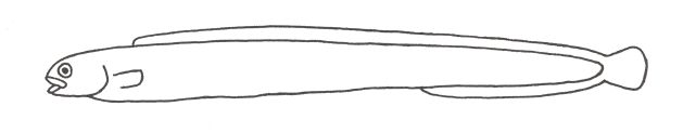Gunnel