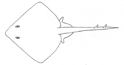 Skate