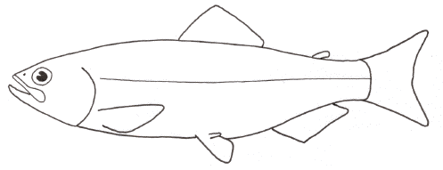 Salmon