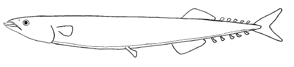 Saury