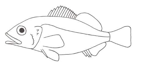Rockfish