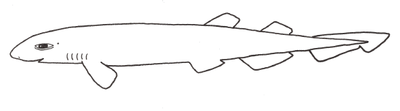 Cat Shark
