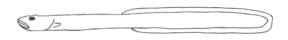 Graveldiver