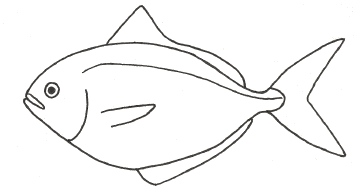 Butterfish