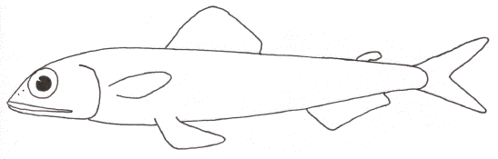 Lizardfish