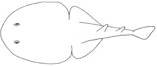 Electric Ray