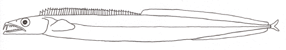 Cutlassfish