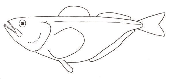 Sandfish