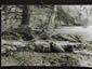 Fallen Pole, photo by A. de Menil