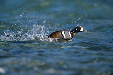 Harlequin Duck