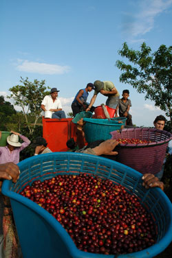 People loading large baskets of coffee cherries
