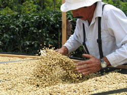 Man shaking coffee beans