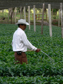 Man watering large field of coffee plants