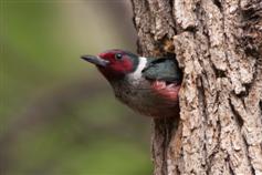 Lewiss Woodpecker. Photo by Paul Bannick.