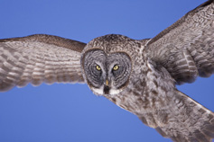 Great Gray Owl. Photo by Paul Bannick.