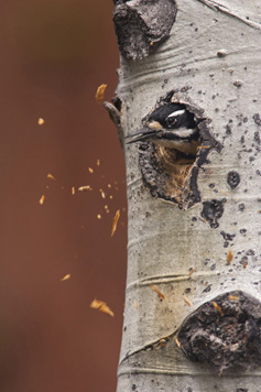 Hairy Woodpecker. Photo by Paul Bannick.
