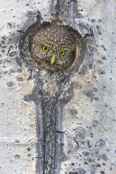 Northern Pygmy-Owl. Photo by Paul Bannick