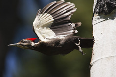 Pileated Woodpecker. Photo by Paul Bannick.