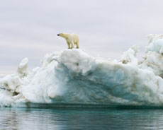 Polar bear on top of a bowhead whale jaw bone (coastal plain, Arctic National Wildlife Refuge)