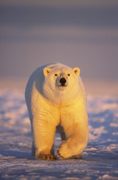Polar bear on the pack ice of the frozen coastal plain (Arctic National Wildlife Refuge)