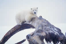 Polar bear on top of a bowhead whale jaw bone (coastal plain, Arctic National Wildlife Refuge)