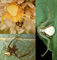 3 flower crab spiders, yellow & white females & male