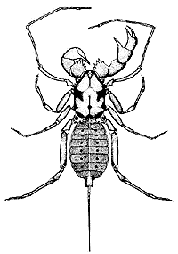 B&W whipscorpion drawing