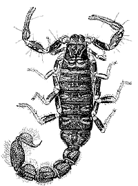 B&W scorpion drawing