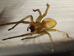 Cheiracanthium mildei, "yellow" sac spider