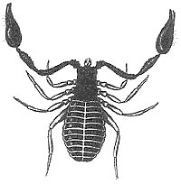 B&W pseudoscorpion drawing