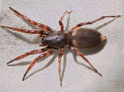 Lampona cylindrata, Australian white-tailed spider