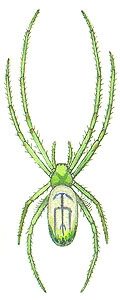 green spider, Leucauge venusta