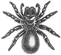 B&W spider drawing