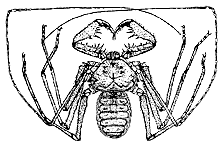 B&W whipspider drawing