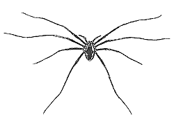 B&W harvestman drawing