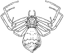 B&W drawing of crab spider showing body parts