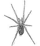Drawing of female hobo spider