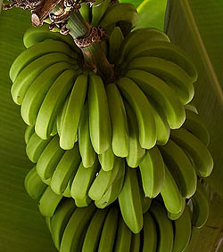 fully formed bananas on plant