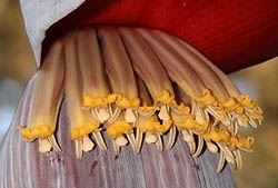 banana flowers