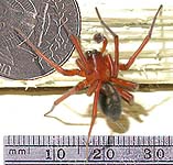 Spider standing on coin and ruler