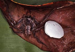 Huntsman spider, Heteropods, with egg sac in leaf nest