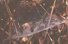 Photo of Agelenopsis funnel web
