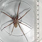 Thumnail of giant house spider with 10 cm ruler