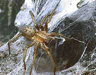 Photo of female hobo spider with retreat