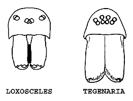 Eye arrangements of Loxosceles and Tegenaria