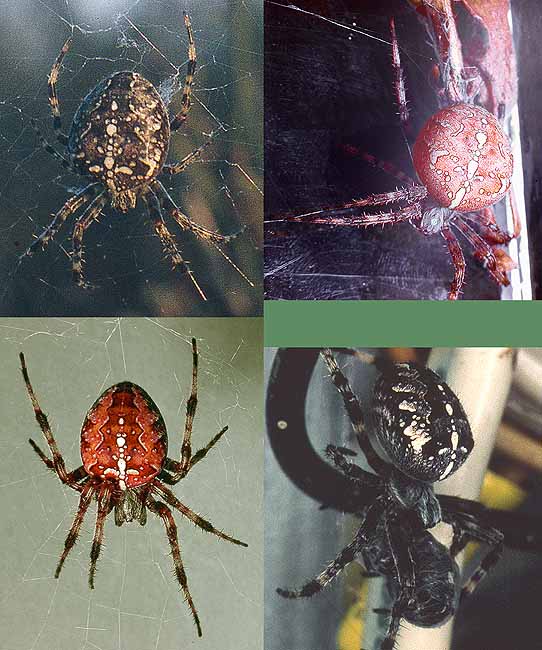 Myth: You identify spiders by markings