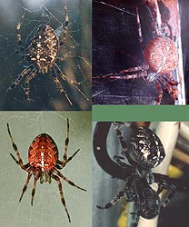 4 specimens of Cross Spider are light & dark orange, brown, & black
