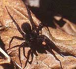 Wolf spider, Pardosa vancouveri, on dead leaf