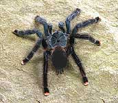 Female Pink Toe Tarantula from above